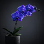 Özel Tasarım Mavi Phalaenopsis