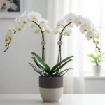 Çift Dal Beyaz Phalaenopsis Orkide