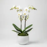 Çift Dal Beyaz Phalaenopsis Orkide