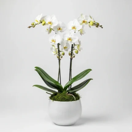 Çift Dal Beyaz Phalaenopsis Orkide