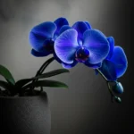 Özel Tasarım Mavi Phalaenopsis - Görsel 2