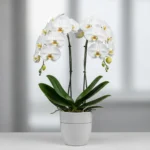 Çift Dal Beyaz Phalaenopsis Orkide - Görsel 2
