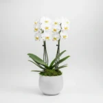 Çift Dal Beyaz Phalaenopsis Orkide - Görsel 2