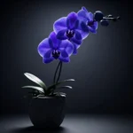 Özel Tasarım Mavi Phalaenopsis - Görsel 3