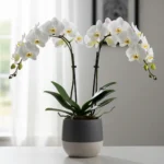 Çift Dal Beyaz Phalaenopsis Orkide - Görsel 3