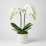 Çift Dal Beyaz Phalaenopsis Orkide - Görsel 3