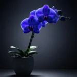 Özel Tasarım Mavi Phalaenopsis - Görsel 4