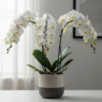 Çift Dal Beyaz Phalaenopsis Orkide - Görsel 4