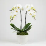 Çift Dal Beyaz Phalaenopsis Orkide - Görsel 4