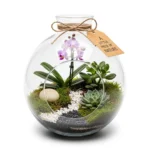 Mini Orkide Bahçesi Teraryum